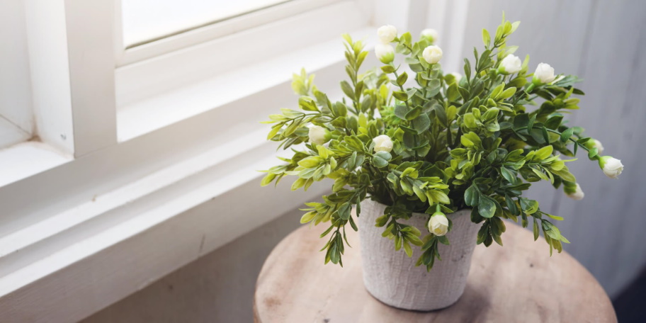 indoor plants